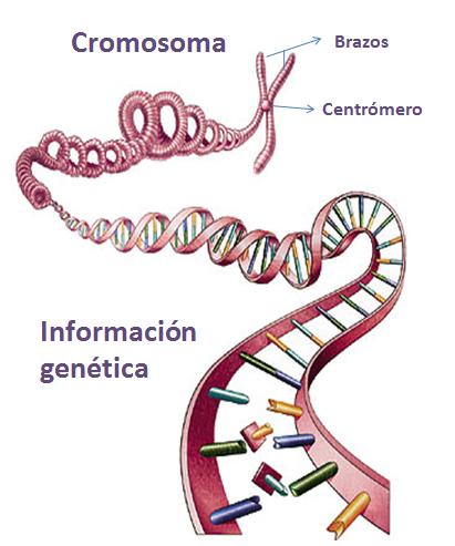 La Biología...(mi ciencia favorita) Cromosoma