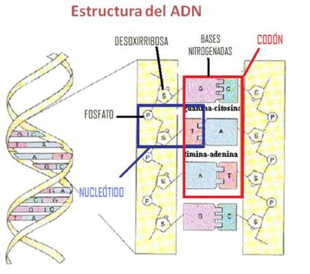 estructura del adn. estructura del ADN